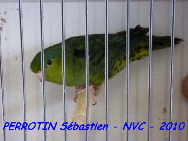 Toui Catherine Vert FoncÃ©.jpg