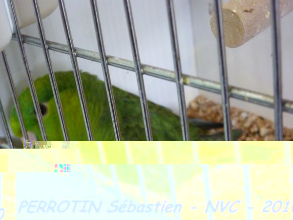 Toui Catherine Ailes Grises SF.jpg