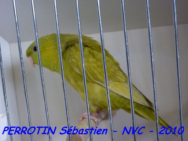 Toui Catherine Ailes Grises DF.jpg