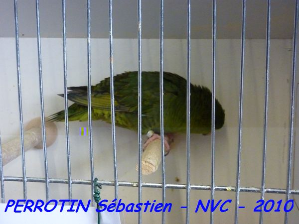 Toui Catherine Vert FoncÃ© Ailes Grises SF.jpg