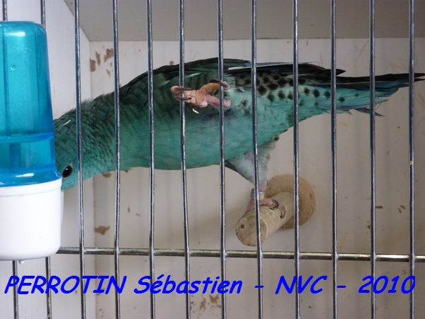 Toui Catherine Turquoise.jpg