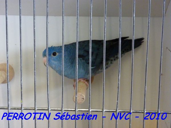 Toui Catherine Cobalt.jpg