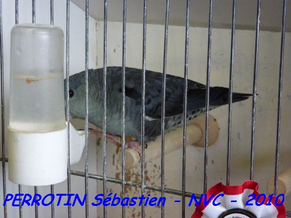 Toui Catherine Mauve.jpg