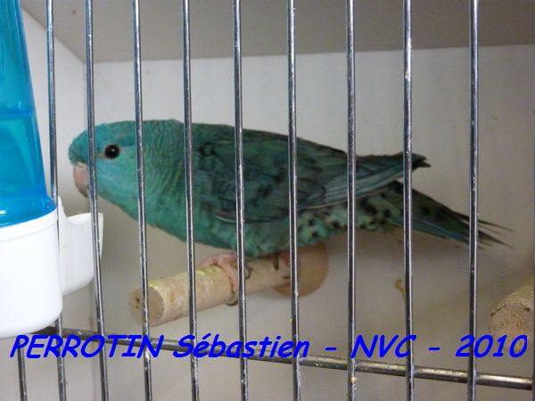 Toui Catherine Turquoise Ailes Grises SF.jpg