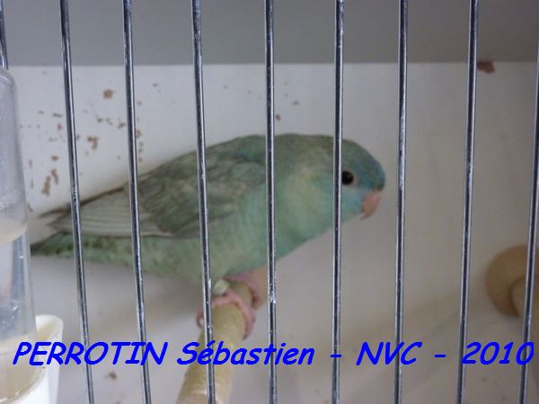 Toui Catherine Turquoise Ailes Grises DF.jpg