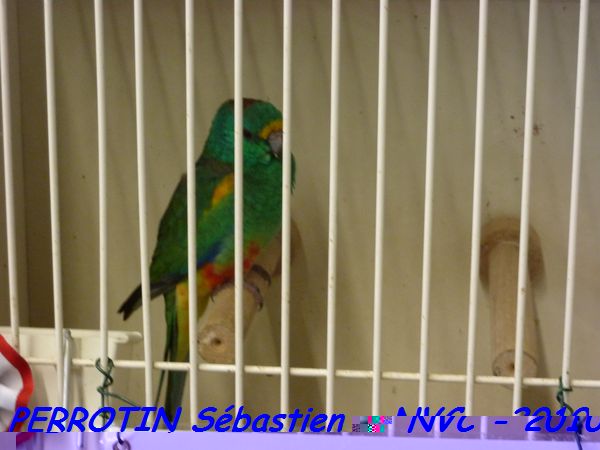 Multicolore mÃ¢le.jpg