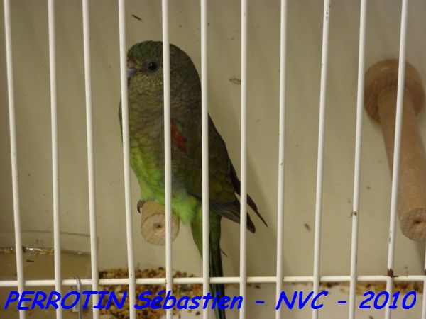 Multicolore femelle.jpg