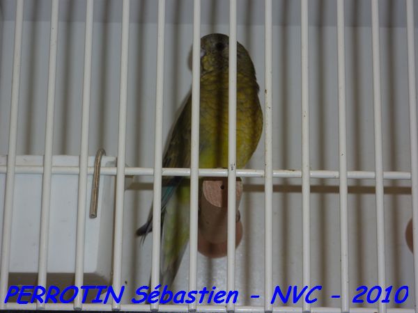 Croupion Rouge Femelle TS.jpg