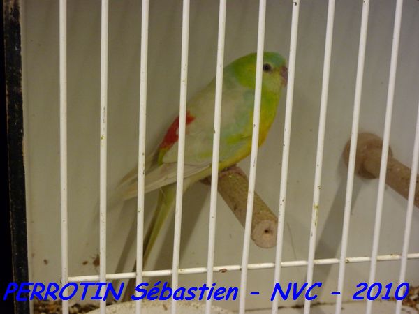 Croupion Rouge Pastel MÃ¢le.jpg