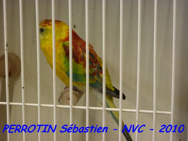 Croupion Rouge Opaline.jpg