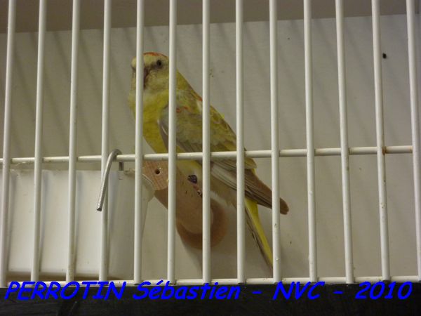 Croupion Rouge Opaline Pastel Femelle.jpg