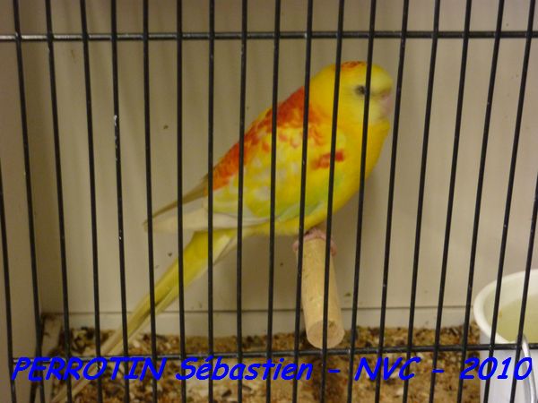 Croupion Rouge Opaline Pastel MÃ¤le.jpg