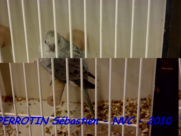 Croupion Rouge Opaline Bleu Femelle.jpg