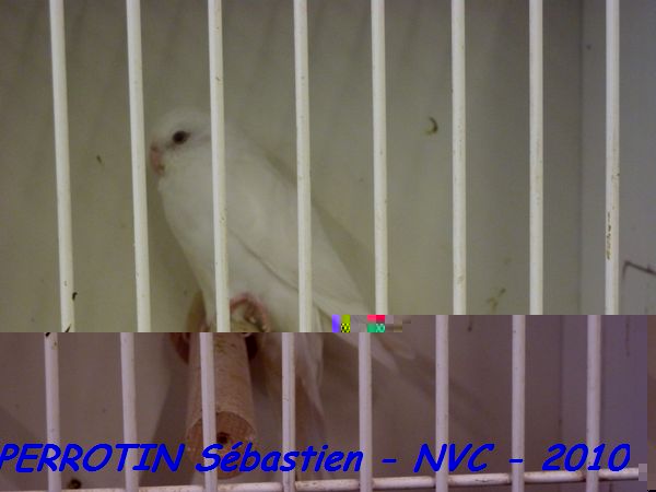 Croupion Rouge Albino.jpg