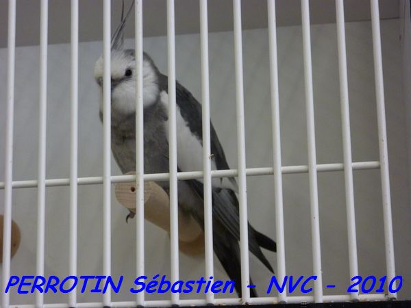 Calopsitte Face Blanche MÃ¢le.jpg