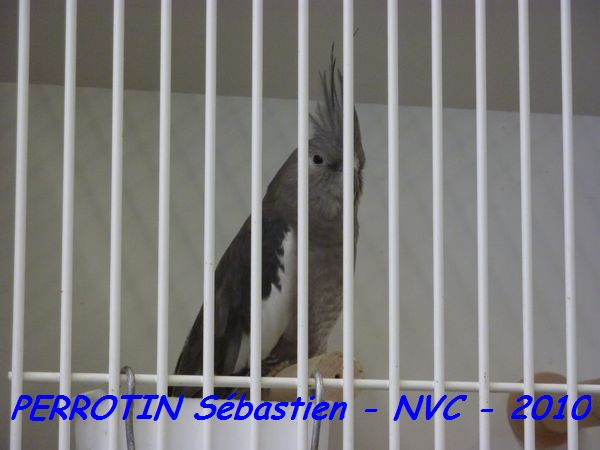 Calopsitte Femelle Face Blanche.jpg