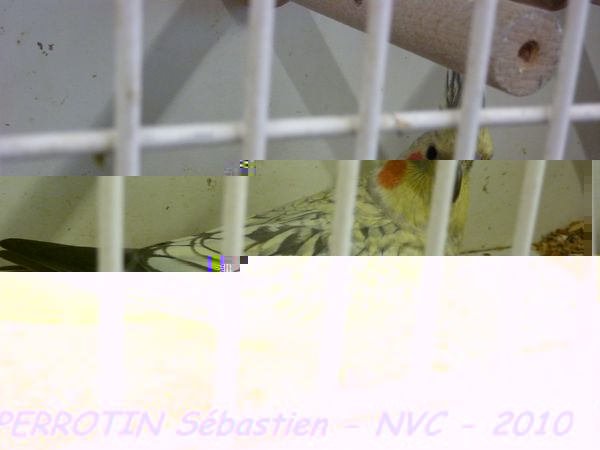 Calopsitte Opaline.jpg