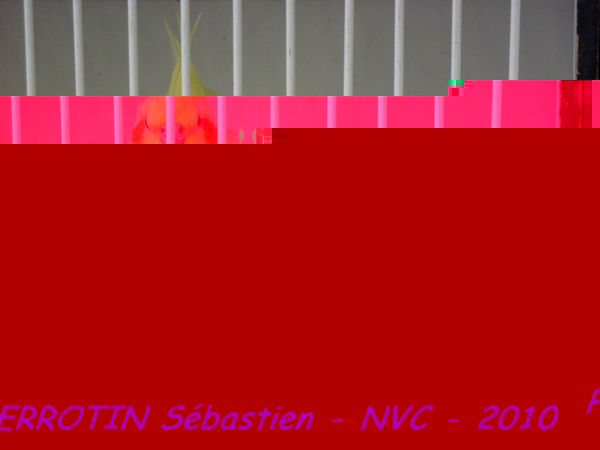 Calopsitte Opaline-Ino.jpg