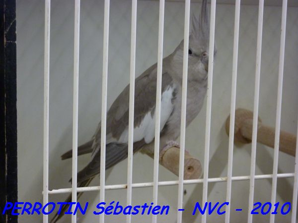 Calopsitte Cinnamon Face Blanche.jpg