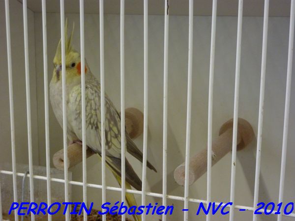 Calopsitte Opaline Cinnamon.jpg