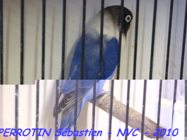 Personatas Cobalt.jpg