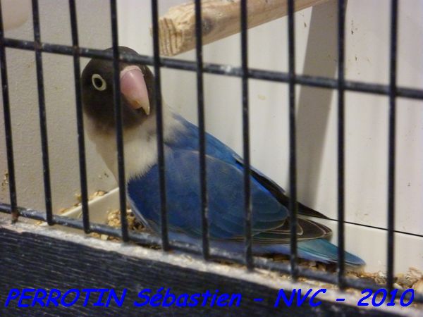 Personatas Cobalt 2.jpg