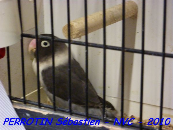 Personatas Mauve.jpg