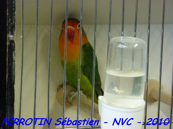 Fischer Vert FoncÃ©.jpg