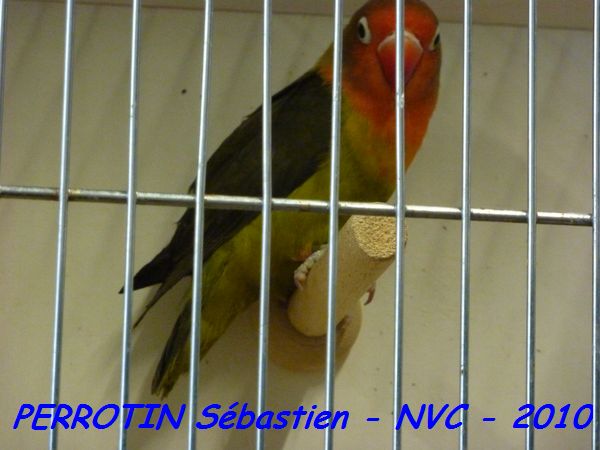 Fischer Vert Olive.jpg