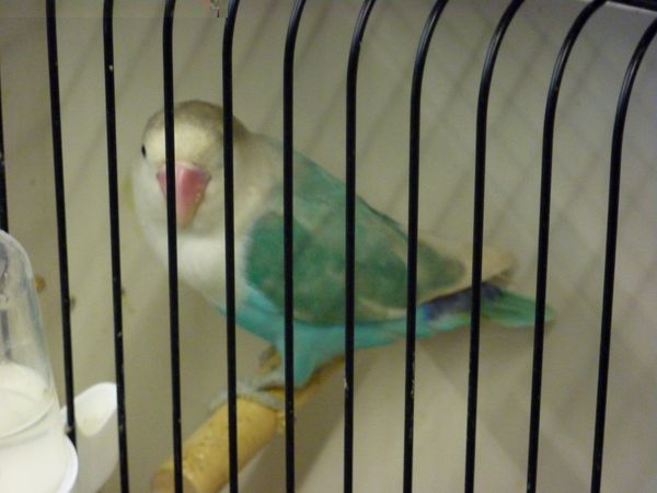 Fischer Pastel Bleu.jpg