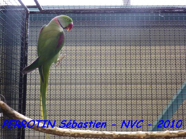 MÃ¢le Grand Alexandre.jpg