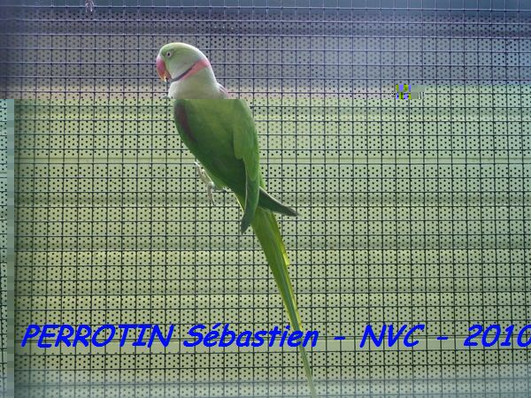 Grand Alexandre mÃ¢le.jpg