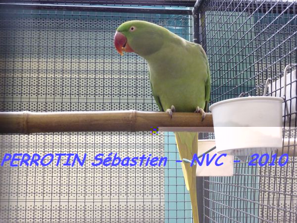 Grand Alexandre femelle.jpg