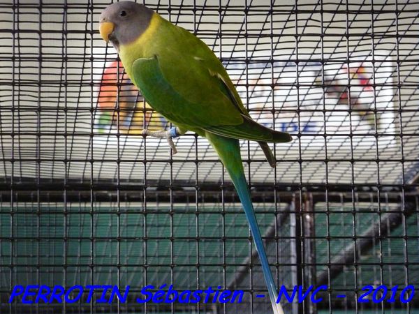 TÃªte de Prune Femelle.jpg