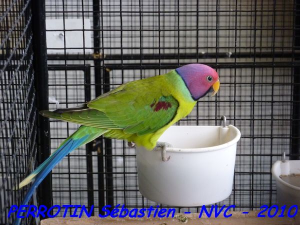 TÃªte de Prune MÃ¢le.jpg