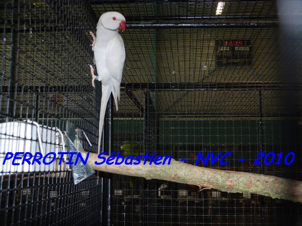 'Asie Pallid Gris.jpg