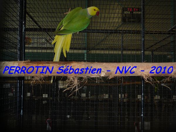 'Asie Cleartail Vert.jpg