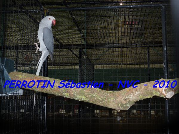 'Asie Cleartail Gris.jpg