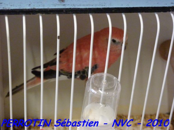 Bourke Opaline MÃ¢le.jpg