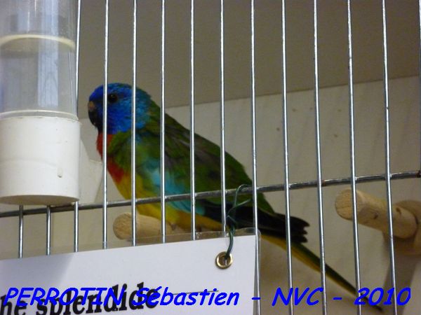 Splendide MÃ¢le TS.jpg