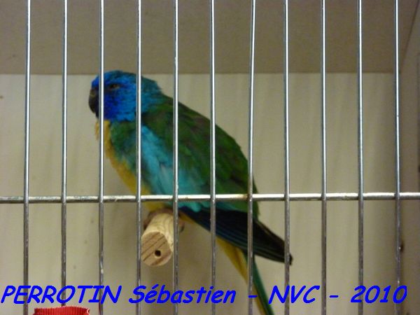 Splendide Bleu de Mer MÃ¢le.jpg