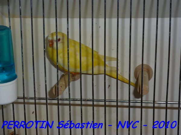 Splendide Femelle Lutino.jpg