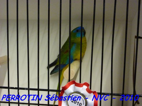 Turquoisine TS MÃ¢le.jpg