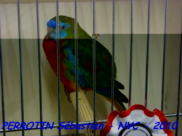 Turquoisine Vert Poitrine et Ventre Rouge.jpg