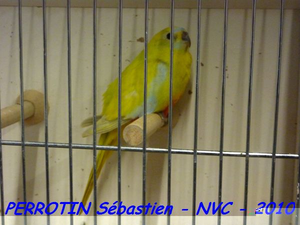 Turquoisine Jaune Ventre Rouge.jpg