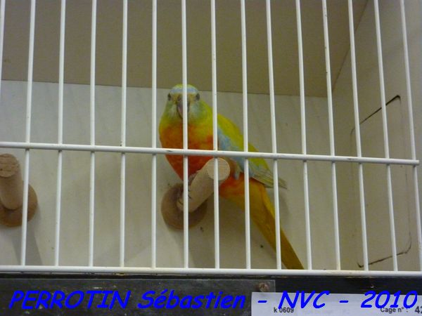 Turquoisine Jaune Poitrine et Ventre Rouge.jpg