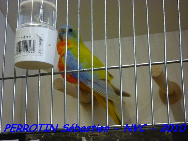 Turquoisine Jaune Poitrine et Ventre Rouge mÃ¢le.jpg