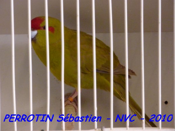 Kakariki Cinnamon.jpg