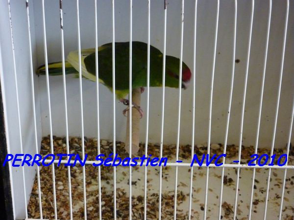 Kakariki PanachÃ©.jpg