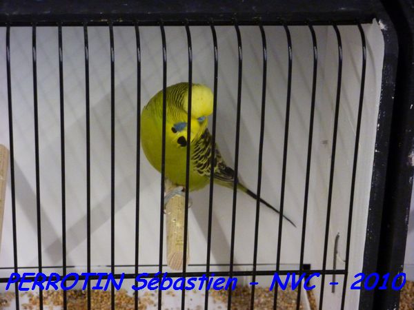 Perruche OndulÃ©e 1.jpg